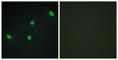 Cell Division Cycle Associated 4 antibody, abx013937, Abbexa, Western Blot image 