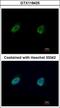 Nuclear FMR1 Interacting Protein 1 antibody, GTX118425, GeneTex, Immunofluorescence image 