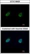 Nuclear FMR1 Interacting Protein 1 antibody, GTX118425, GeneTex, Immunofluorescence image 