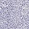 DiGeorge Syndrome Critical Region Gene 2 antibody, PA5-51474, Invitrogen Antibodies, Immunohistochemistry frozen image 