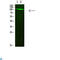 Poly(ADP-Ribose) Polymerase 1 antibody, LS-C813401, Lifespan Biosciences, Western Blot image 