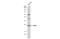 RAS Like Estrogen Regulated Growth Inhibitor antibody, GTX117011, GeneTex, Western Blot image 