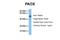 Peroxisomal N(1)-acetyl-spermine/spermidine oxidase antibody, NBP1-70668, Novus Biologicals, Western Blot image 