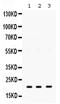 HRas Proto-Oncogene, GTPase antibody, PA5-79395, Invitrogen Antibodies, Western Blot image 