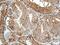 Major Histocompatibility Complex, Class II, DR Alpha antibody, ab92511, Abcam, Immunohistochemistry paraffin image 