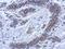 Sphingomyelin Phosphodiesterase 1 antibody, GTX114782, GeneTex, Immunohistochemistry paraffin image 