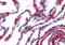 Collagen Type VI Alpha 1 Chain antibody, orb86845, Biorbyt, Immunohistochemistry paraffin image 