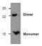 Bone Morphogenetic Protein 7 antibody, GTX59894, GeneTex, Western Blot image 