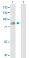 Tetratricopeptide Repeat Domain 12 antibody, H00054970-D01P, Novus Biologicals, Western Blot image 