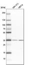 Leucine Rich Repeat Containing 59 antibody, HPA030829, Atlas Antibodies, Western Blot image 