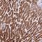 Retinol Dehydrogenase 16 antibody, NBP1-87117, Novus Biologicals, Immunohistochemistry frozen image 