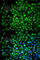 Angiopoietin Like 4 antibody, A2011, ABclonal Technology, Immunofluorescence image 
