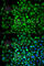 ARP4 antibody, A2011, ABclonal Technology, Immunofluorescence image 