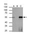 Forkhead Box A1 antibody, NBP1-30877, Novus Biologicals, Immunoprecipitation image 