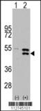 Dual specificity mitogen-activated protein kinase kinase 5 antibody, 63-281, ProSci, Western Blot image 