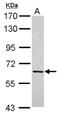 Fucose-1-Phosphate Guanylyltransferase antibody, NBP2-16527, Novus Biologicals, Western Blot image 