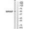 Secretion Regulating Guanine Nucleotide Exchange Factor antibody, A12848, Boster Biological Technology, Western Blot image 