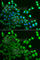 Cbl Proto-Oncogene C antibody, A7789, ABclonal Technology, Immunofluorescence image 