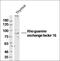 Rho Guanine Nucleotide Exchange Factor 16 antibody, orb312938, Biorbyt, Western Blot image 