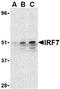 Interferon Regulatory Factor 7 antibody, MBS395698, MyBioSource, Western Blot image 