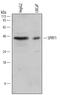 SPY1 antibody, AF6097, R&D Systems, Western Blot image 