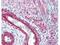 Myosin Light Chain 12A antibody, NB100-1687, Novus Biologicals, Immunohistochemistry frozen image 