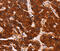 Adhesion G Protein-Coupled Receptor A2 antibody, MBS2522347, MyBioSource, Immunohistochemistry frozen image 