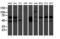 Calcium/calmodulin-dependent 3 ,5 -cyclic nucleotide phosphodiesterase 1B antibody, M08156-1, Boster Biological Technology, Western Blot image 