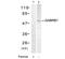 Gamma-aminobutyric acid receptor subunit beta-1 antibody, AP08059PU-S, Origene, Western Blot image 