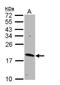 Ras Homolog, MTORC1 Binding antibody, NBP1-31630, Novus Biologicals, Western Blot image 