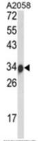 IGH antibody, AP18067PU-N, Origene, Western Blot image 