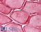 Synaptophysin Like 2 antibody, LS-B5011, Lifespan Biosciences, Immunohistochemistry frozen image 