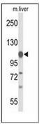 Glycine Decarboxylase antibody, AP51849PU-N, Origene, Western Blot image 