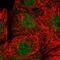 Cell cycle checkpoint control protein RAD9A antibody, HPA048155, Atlas Antibodies, Immunofluorescence image 