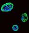 Heparin Binding Growth Factor antibody, abx032817, Abbexa, Immunofluorescence image 
