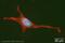 Protein Inhibitor Of Activated STAT 1 antibody, ab32219, Abcam, Immunofluorescence image 