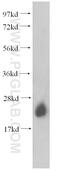 RAB6A, Member RAS Oncogene Family antibody, 10187-2-AP, Proteintech Group, Western Blot image 