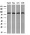 DNA Polymerase Iota antibody, MA5-26503, Invitrogen Antibodies, Western Blot image 