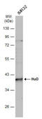 ELAV Like RNA Binding Protein 4 antibody, GTX134099, GeneTex, Western Blot image 