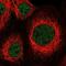 Zinc Finger Protein 83 antibody, NBP1-83789, Novus Biologicals, Immunocytochemistry image 