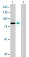 EHHADH antibody, H00001962-D01P, Novus Biologicals, Western Blot image 