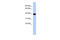 Neuronal Differentiation 4 antibody, 31-259, ProSci, Western Blot image 