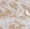 ADAM 17 antibody, FNab00139, FineTest, Immunohistochemistry frozen image 