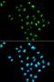 Eukaryotic Translation Initiation Factor 6 antibody, LS-C331705, Lifespan Biosciences, Immunofluorescence image 