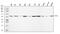 PTAC58 antibody, A01776-3, Boster Biological Technology, Western Blot image 