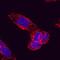 Drebrin 1 antibody, MAB7739, R&D Systems, Immunocytochemistry image 