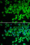 Neutrophil Cytosolic Factor 4 antibody, 18-497, ProSci, Immunofluorescence image 
