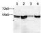 Ferredoxin Reductase antibody, LF-MA0033, Invitrogen Antibodies, Western Blot image 