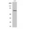 Rac GTPase Activating Protein 1 antibody, LS-C385728, Lifespan Biosciences, Western Blot image 