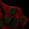 IQ Motif Containing D antibody, HPA048782, Atlas Antibodies, Immunofluorescence image 